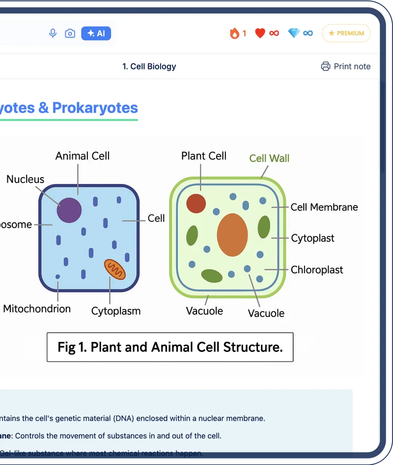 Flashcard Section